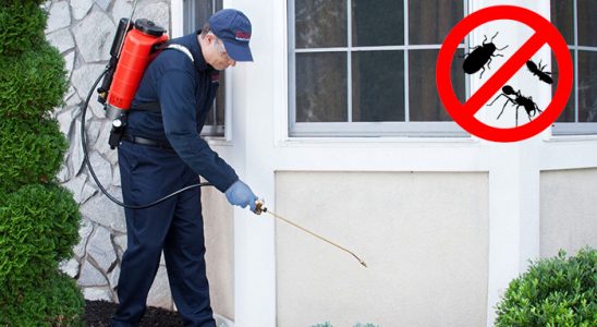 Bayraklı Pire İlaçlama böcek ilaçlama ve haşere kontrolü — ilaclama-tr.com